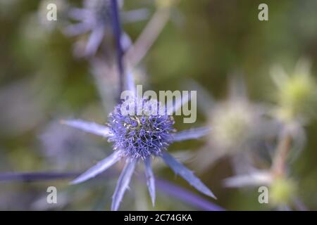 fiori viola in pieno al mattino. Messa a fuoco selettiva Foto Stock