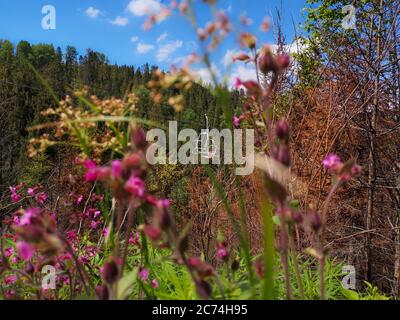 Vista attraverso fiori selvatici e l'erba su sedie a sdraio che si spostano sulla montagna trostile Carpazi attraverso la foresta selvaggia con abeti e pini. Foto Stock