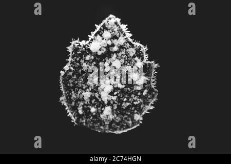 Cristalli di ghiaccio su foglia, Paesi Bassi Foto Stock