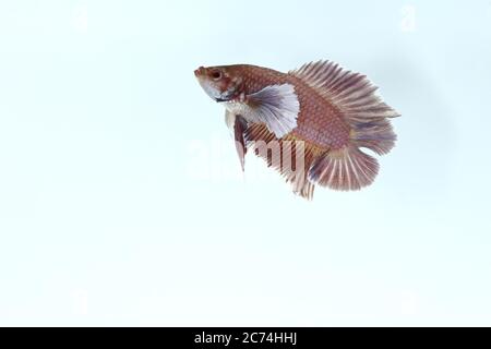 Pesce da combattimento siamese (Betta splenden) forma orecchio grande su sfondo bianco. Nessun tracciato di ritaglio, pesce preso su sfondo bianco usando il riflettore. Foto Stock