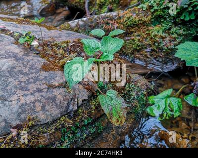 Primo piano di un piccolo cespuglio verde che cresce su una grande roccia umida di muschio che si trova sul fondo di un torrente di montagna nei monti Carpazi. Foto Stock