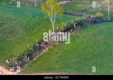Pascoli con siepe in primavera, 27.04.2020, vista aerea, Germania, Schleswig-Holstein Foto Stock