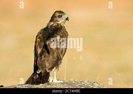 Buzzard eurasiatica (Buteo buteo), arroccato su un muro, Spagna Foto Stock