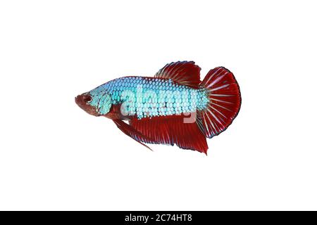 Pesce da combattimento siamese (Betta splenden) forma di drago verde (pinna rossa) su sfondo bianco Foto Stock