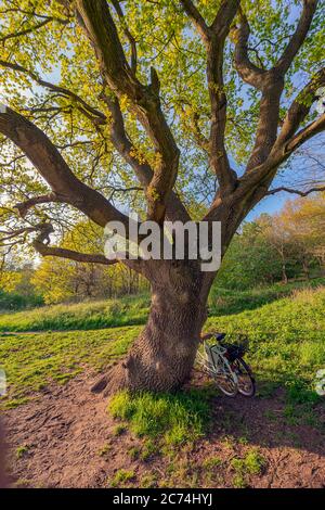 Quercia sessile (Quercus petraea, Quercus sessilis), biciclette appoggiate su una vecchia quercia presso la tenuta Hummelsbuettel, Germania, Amburgo, Hummelsbuettel Foto Stock