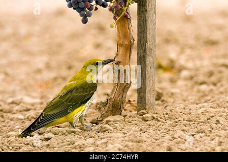 golden oriole (Oriolus oriolus), femmina in un vigneto a Toledo, Spagna Foto Stock