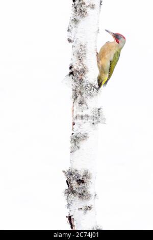 Picchio verde iberico, picchio iberico (Picus viridis sharpei, Picus sharpei), aggrappato ad un albero in un ambiente innevato, Spagna, Leon Foto Stock