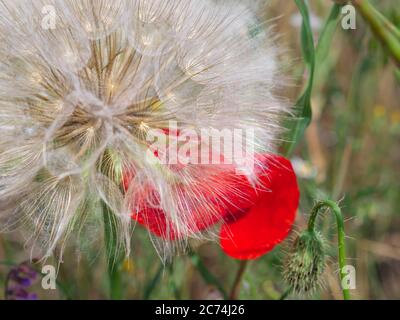 Primo piano di un fiore di capre (Tragopogon pratensis) e di un fiore di papavero rosso che cresce in un prato in campagna. Foto Stock