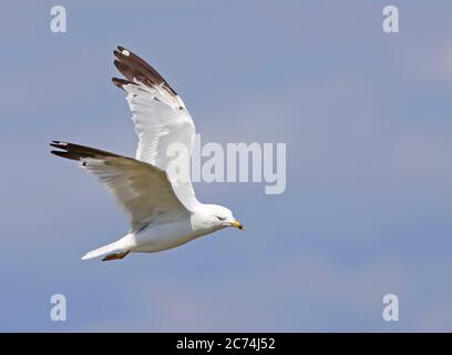 Gabbiano a fatturazione circolare (Larus delawarensis), terzo anno di calendario in volo, Canada Foto Stock