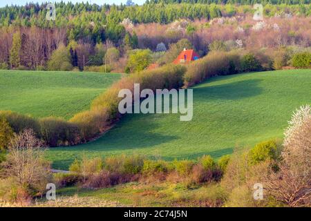 Campo paesaggio con siepi in primavera, 27.04.2020, vista aerea, Germania, Schleswig-Holstein Foto Stock