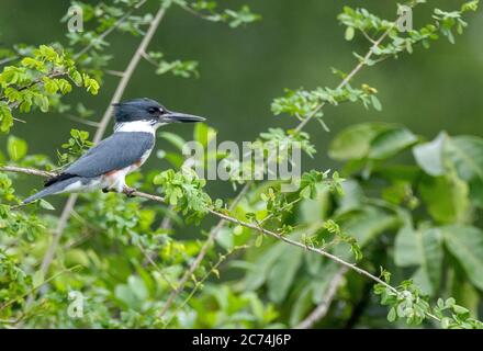 Martin pescatore a cintura (Megaceryle alcyon, Ceryle alcyon), perches su un torso, Guatemala, Laguna del tigre Parco Nazionale Foto Stock