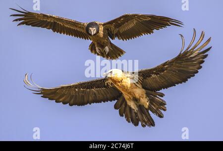 Lammergeier, avvoltoio con aratura (Gypaetus barbatus), coppia giovanile in volo, Spagna, Pirenei Foto Stock