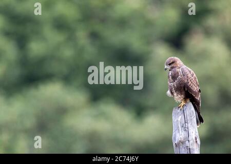 Buzzard eurasiatica (Buteo buteo), immaturo arroccato su un palo di legno, Spagna Foto Stock