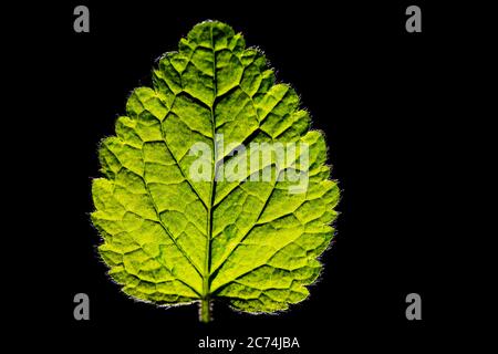 Ortica morta gialla, Arcangelo giallo, pianta di artiglieria, pianta di alluminio (Lamium galeobdolon, Galeobdolon luteum, Lamiastrum galeobdolon), foglia in controluce su sfondo nero, Germania Foto Stock