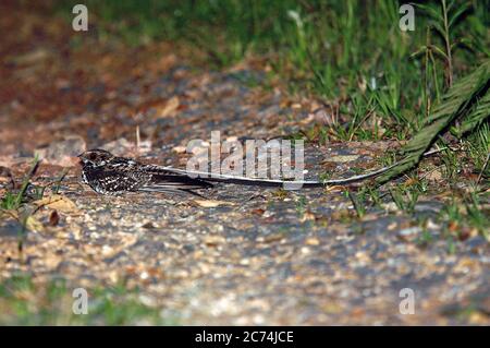 Nightjar (Macropsalis forcipata, Macropsalis forcipata), maschio arroccato sul fondo della foresta, Suedamerika Foto Stock