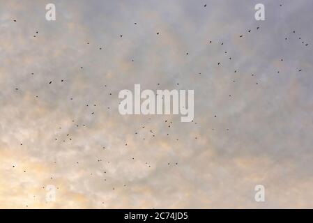 redwing (Turdus iliacus), Migrando flock sorvolando Tongplaat, Paesi Bassi, Olanda del Sud, Dordtse Biesbosch Tongplaat Foto Stock