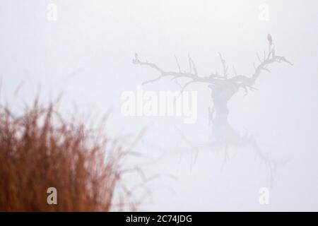 Marsh Harrier occidentale (Circus aeruginosus), arroccato in un albero arido in piedi in acqua durante la nebbia pesante, Spagna, Estremadura Foto Stock