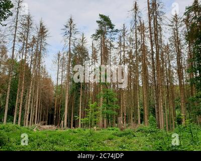 Abete (Picea abies), foresta di abete rosso morta causata da secchezza e corteccia di scarabeo, Germania, Renania settentrionale-Vestfalia Foto Stock