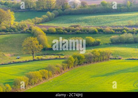 Campo paesaggio con siepi in primavera, 27.04.2020, vista aerea, Germania, Schleswig-Holstein Foto Stock