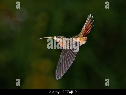 Eremita di allevamento rufoso, eremita peloso (Glaucis hirsutus), in volo con un bordo tropicale scuro della foresta pluviale sullo sfondo, Brasile Foto Stock