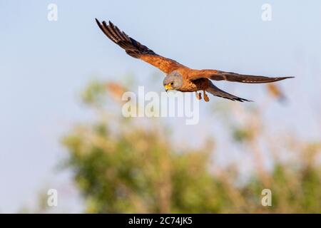 Gheppio minore (Falco naumanni), maschio in volo, Spagna Foto Stock