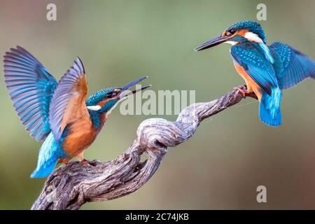 fiume Martin pescatore (Alcedo atthis), coppia, Spagna Foto Stock