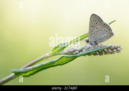 Rame di soia (Heodes tityrus, Loweia tityrus, Loweia tityrus, Lycaena tityrus), seduta su un infruttescence, vista laterale, Francia, Parco Nazionale del Mercantour Foto Stock