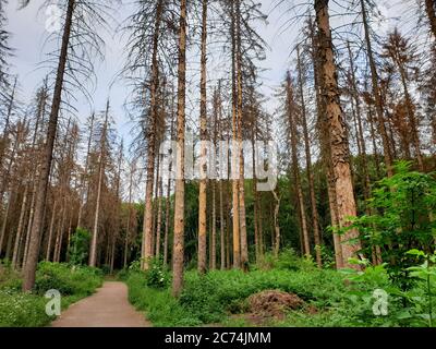 Abete (Picea abies), foresta di abete rosso morta causata da secchezza e corteccia di scarabeo, Germania, Renania settentrionale-Vestfalia Foto Stock