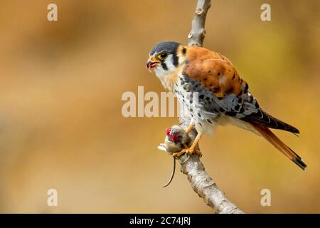 Gheppio americano (Falco sparverius), mangiando un roditore, Nord America Foto Stock