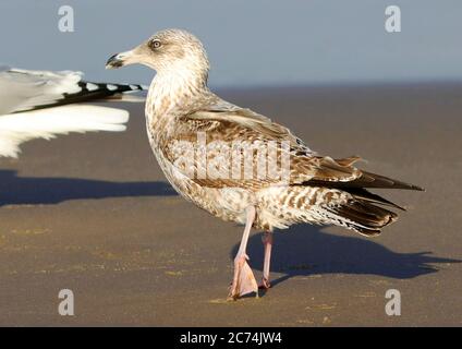 Gabbiano di aringa (Larus argentatus), immaturo nel secondo piumaggio invernale, camminando sulla spiaggia, Paesi Bassi Foto Stock