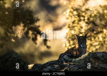 Lince iberica (Lynx pardinus), dormendo su una roccia con retroilluminazione, Spagna Foto Stock