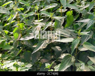 Ortica (Urtica dioica), nettle grupofg, eutrofizzazione, Germania Foto Stock