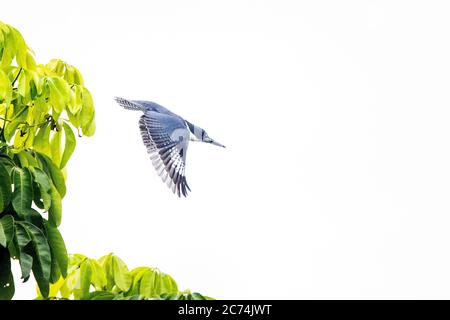 Martin pescatore a cintura (Megaceryle alcyon, Ceryle alcyon), in volo, Guatemala, Laguna del Tigre National Park Foto Stock