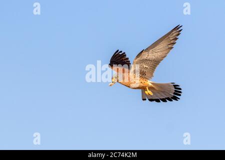 Gheppio minore (Falco naumanni), maschio in volo con preda nel disegno di legge, Spagna Foto Stock