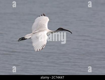 Ibis Oriental, ibis Oriental White, ibis indiano bianco (Threskiornis melanocephalus), adulto in volo su un lago, Sri Lanka Foto Stock