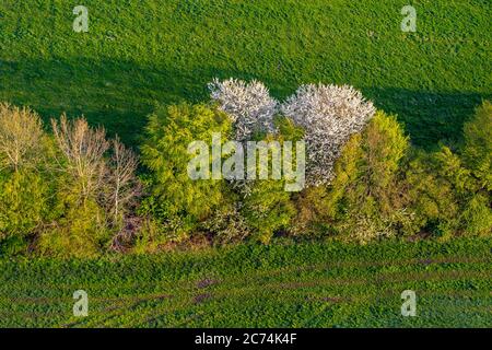 Campo paesaggio con siepe in primavera, 27.04.2020, vista aerea, Germania, Schleswig-Holstein Foto Stock