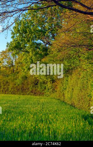 Siepe con querce antiche in primavera, Germania, Amburgo, Hummelsbuettler Feldmark Foto Stock