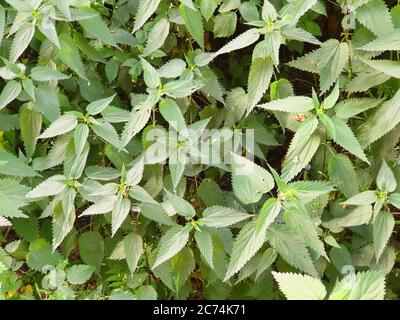 Ortica (Urtica dioica), nettle grupofg, eutrofizzazione, Germania Foto Stock