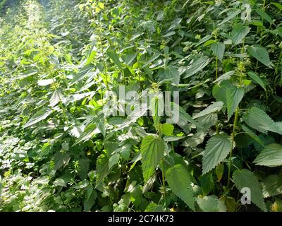 Ortica (Urtica dioica), nettle grupofg, eutrofizzazione, Germania Foto Stock