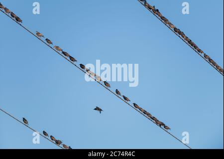 Gli Starlings si riuniscono su una linea di alimentazione Foto Stock