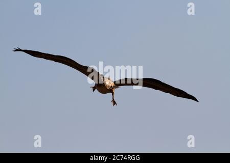 Con l'avanzare della stagione secca e il fiume Katuma cessa di fluire grandi quantità di grandi Pelican bianco arrivano per approfittare di un gran numero di fis Foto Stock