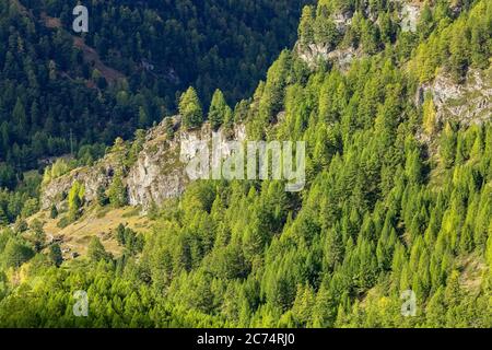 Paesaggio forestale aereo Foresta europea, pinete, Svizzera, Alpi svizzere. Splendido paesaggio montano Foto Stock