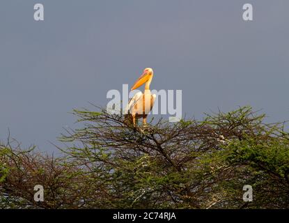 Con l'avanzare della stagione secca e il fiume Katuma cessa di fluire grandi quantità di grandi Pelican bianco arrivano per approfittare di un gran numero di fis Foto Stock