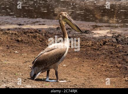 Con l'avanzare della stagione secca e il fiume Katuma cessa di fluire grandi quantità di grandi Pelican bianco arrivano per approfittare di un gran numero di fis Foto Stock