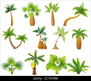 Palme tropicali isolate. Illustrazione vettoriale di un insieme di palme esotiche Illustrazione Vettoriale