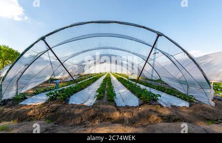 Coltivazione di frutti di fragola con il metodo della plastilicoltura, piante che crescono su pacciame di plastica in tunnel di polietilene a serra walk-in Foto Stock