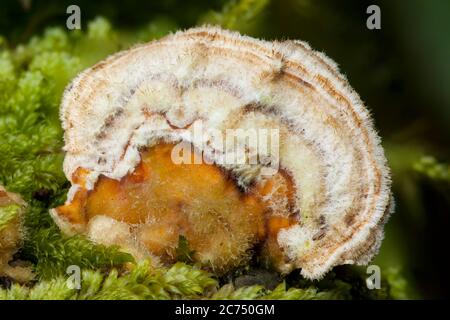 Minuscoli funghi a mensola piccola che crescono in muschio da un tronco di albero decadente in autunno Foto Stock
