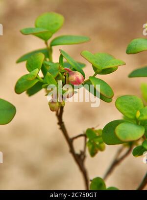 Piccoli fiori rosa pallido mirtillo settentrionale vicino uo, uliginosum di Vaccinium Foto Stock