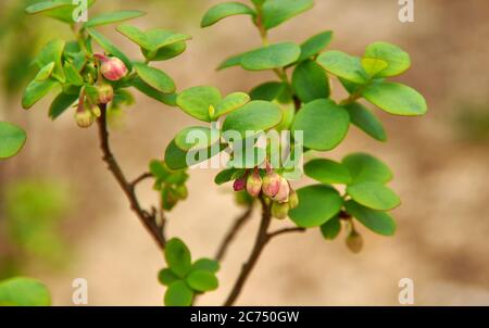 Piccoli fiori rosa pallido mirtillo settentrionale vicino uo, uliginosum di Vaccinium Foto Stock