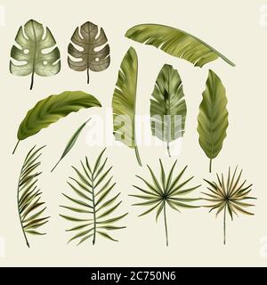 Monstera tropicale dai colori realistici, foglie di banana e set vettoriale monstera. Collezione estiva botanica nella giungla. Carta da parati verde esotico. Illustrazione Vettoriale